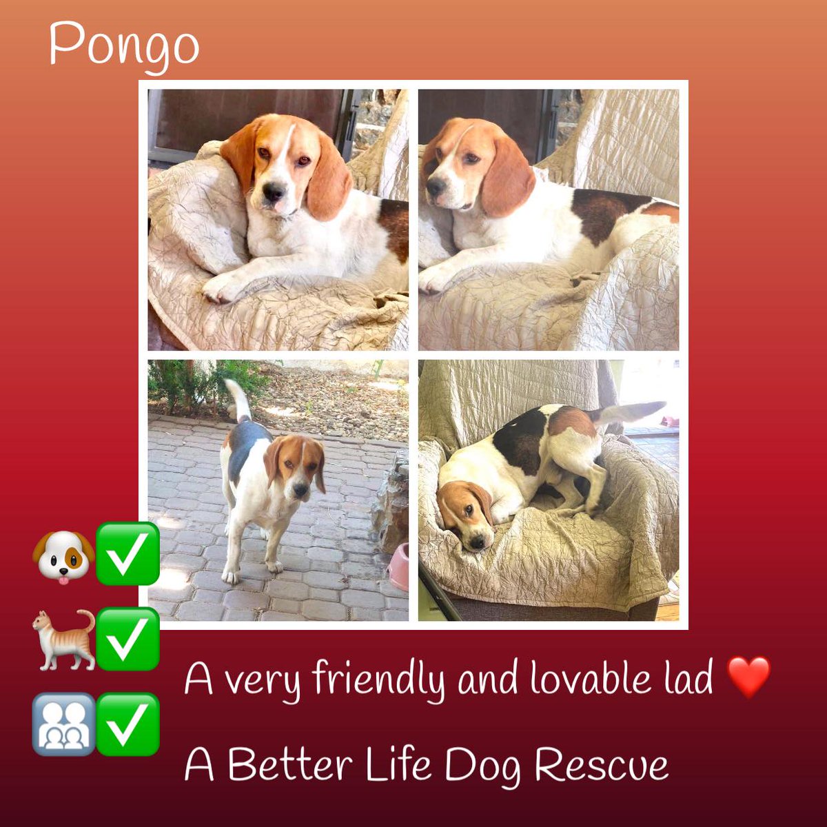 4yo Beagle mix PONGO was found abandoned. He had no chip & despite numerous enquiries, no one came to claim him, so he is now looking for a lovely home. He is currently living in a foster home in Romania with a female dog (who he loves), cats & children. He is very friendly, just