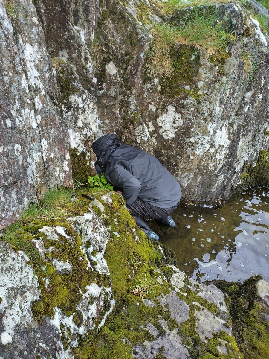 Dr Nathan Chrismas (@cyanoevo) on Twitter photo Freshwater aquatic lichens and freshwater aquatic lichenologists! Lots of learning and lots of fun on this week's <a href="/BLSlichens/">The British Lichen Society</a> advanced course in the Lake District Freshwater aquatic lichens and freshwater aquatic lichenologists! Lots of learning and lots of fun on this week's <a href="/BLSlichens/">The British Lichen Society</a> advanced course in the Lake District