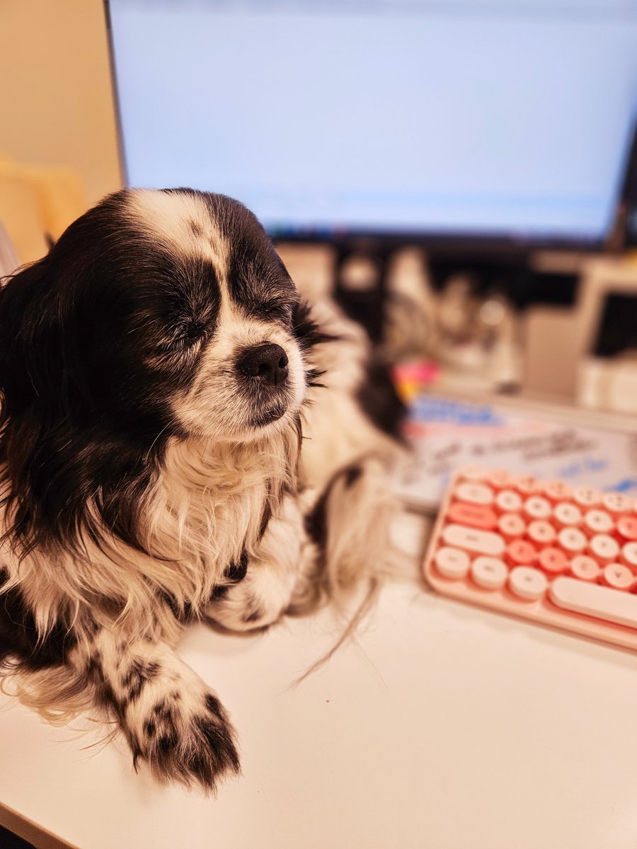 May is National Pet Month and we're taking this opportunity to highlight some of our honorary employees. 🐦🐶🐟😺 Meet Rudy, a frequent “helper” in the Box Office who enjoys napping, listening to jazz, and waging war against his Lambchop toys.