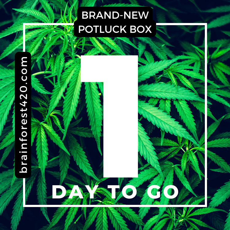 BrainForest420's tweet photo. It's PotLuck Eve, Everyone!🤣🍃

Our new PotLuck #420SubscriptionBox launches TOMORROW!! We hope you love it as much as we do - Wow!🔥💚🍃 https://t.co/hZi7vxeF5m