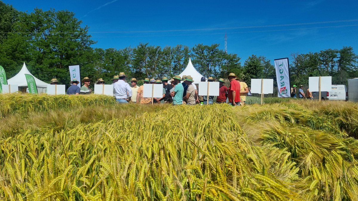 Más de 1.200 personas han pasado hoy por la Finca Zamadueñas para compartir una magnífica jornada de trabajo en torno a los ensayos de la red @Genvce Semanas de duro trabajo en #ITACyL que han tenido su recompensa ¡Gracias a todos por hacer de estas #jornadasgenvce2024 un éxito!