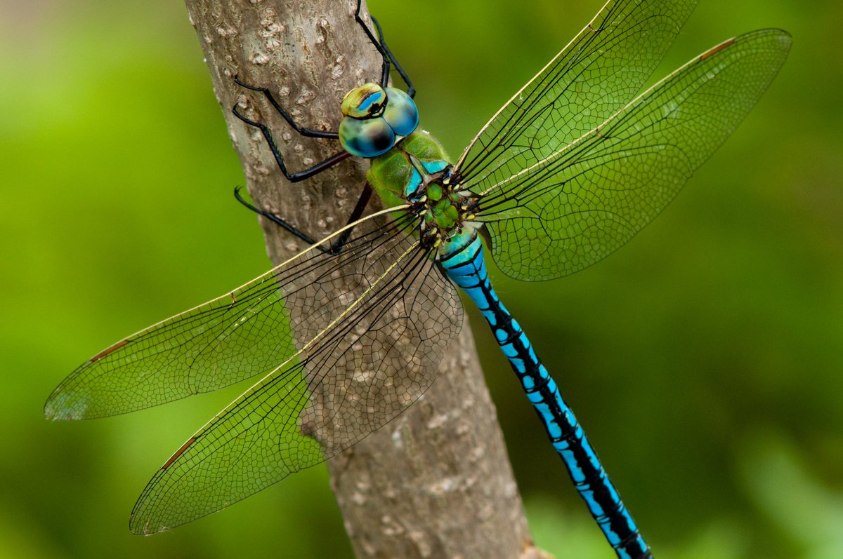 Have you seen a gossamer-winged beauty - like this Emperor dragonfly - near a wetlands? @BBCSpringwatch #Springwatch