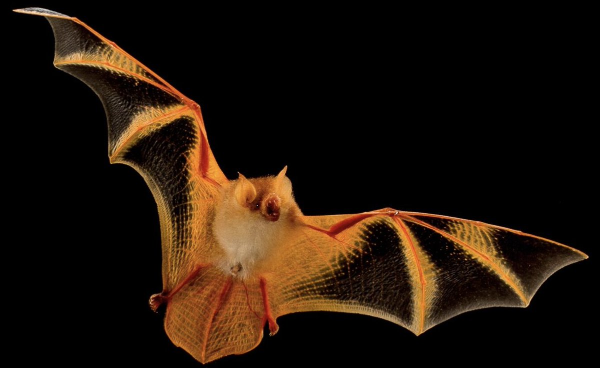 Dina Fine Maron (@dina_maron) on Twitter photo Painted woolly bats are cute and their coloring is strikingābright orange and black. That's why I reported last yr <a href="/NatGeo/">National Geographic</a> that they're in such high demand online.
That's also why some animal welfare groups today asked U.S. FWS to protect them under the Endangered Species Act. Painted woolly bats are cute and their coloring is strikingābright orange and black. That's why I reported last yr <a href="/NatGeo/">National Geographic</a> that they're in such high demand online.
That's also why some animal welfare groups today asked U.S. FWS to protect them under the Endangered Species Act.