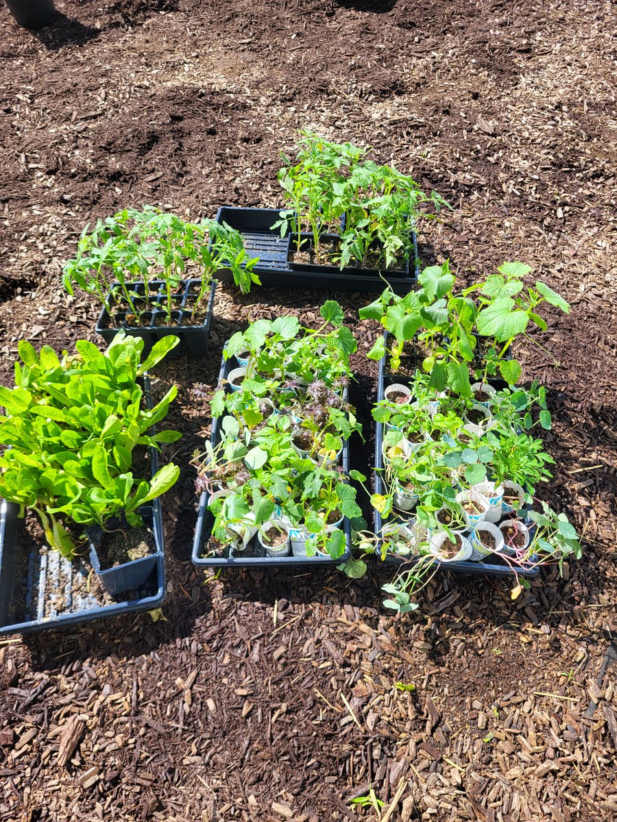 Howe Elementary students harvested radishes, tasted fresh rhubarb & mint, & got their seedlings into the garden today! #farmtoschool  #schoolgarden #schenectadyrising