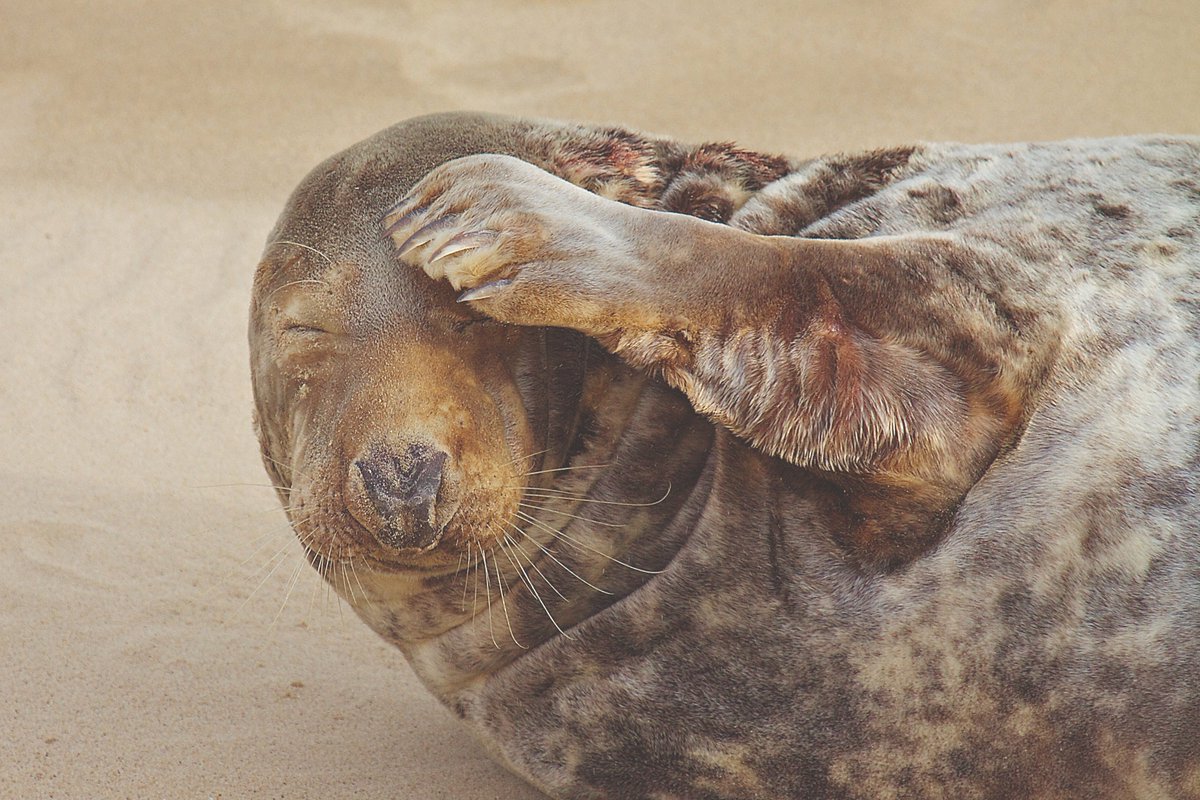Glad someone hasn't strapped a seal fitbit to us... Grey seals are a regular sight on the Yorkshire coast, from Flamborough Cliffs down to Spurn Point. Make sure to seal-watch safely from a distance - so that everyone can have a seal-y good time! #Springwatch 📷David Martin