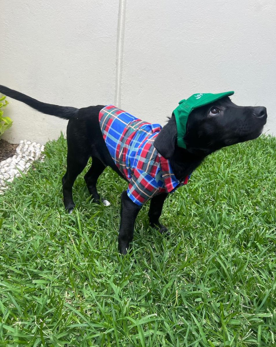 Alina_Gag's tweet photo. Comparto fotos y texto de Diana (contactarla al 5636152323):

¡Hola, mi nombre es Roku! 🍉 Soy un cachorro macho de 4 meses de edad.

Aun no tengo familia, y me encantaría contarte sobre mí para encontrar a mi hogar para siempre. ❤️

Soy un cachorro activo y juguetón, ME ENCANTAN https://t.co/sH3gUpd1Cb