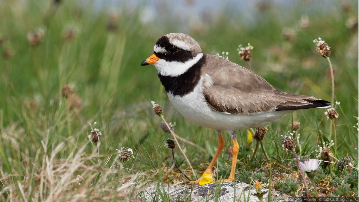 A small wader runs along in front of you, pausing to daintily pick up morsels of food as it goes. Is this a Ringed Plover or the less common summer-visiting Little Ringed Plover? Discover how to identify both species in our video ID guide ➡️ bit.ly/3V3piyD #Springwatch