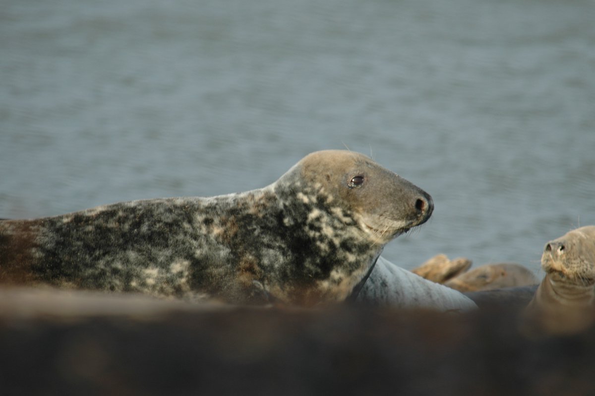 A hook-nosed sea pig (or Halichoerus grypus if you prefer) aka grey seal! We love that nose that sets them apart from their cousins, harbour seals. Maybe we’re biased as we’ve got the North West’s only breeding grey seal colony here @southwalney😍#Springwatch 📷Stephen Westcott