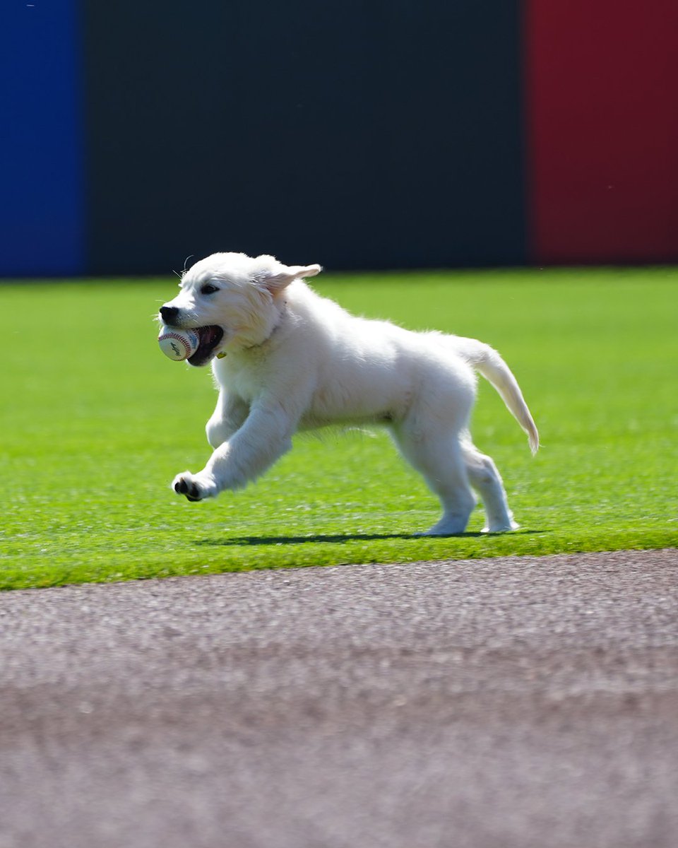 Making fetch happen. #BaseballDogs