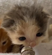 LEN INCOGNITO | Razor Fan Corner tweet media