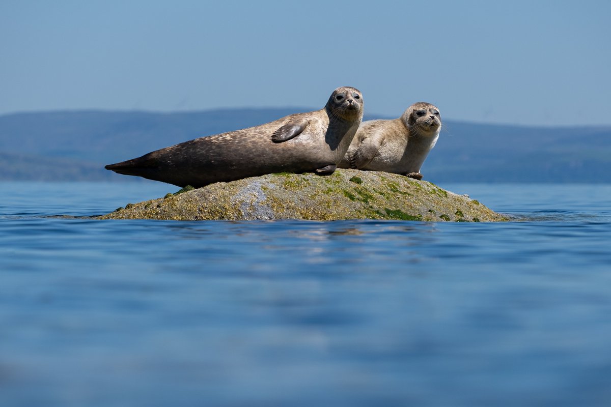 They protec, they attac, they lie on a rock and take nap. #Springwatch @BBCSpringwatch