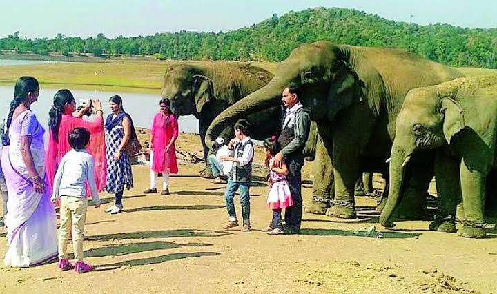 #Gadchiroli #History #Vidarbha #Tourism 

🐘 Kamlapur Elephant Camp,Kamlapur,Aheri,Gadchiroli.

The only Elephant Camp of the state is located at Kamlapur,Aheri,
Gadchiroli.Kamalapur Elephant Camp is situated at Kamalapur under Sironcha forest division of Gadchiroli.