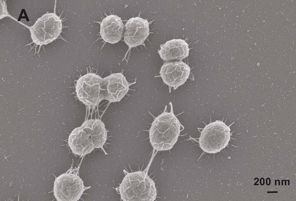 Christie Wilcox (@nerdychristie) on Twitter photo Nanotubes are always cool to look at. But these ones—a first for cyanobacteria—could help scientists better understand the organisms that keep all of us breathing easy. That story and more of the best in <a href="/ScienceMagazine/">Science Magazine</a> and science in #ScienceAdviser: science.org/content/articl… Nanotubes are always cool to look at. But these ones—a first for cyanobacteria—could help scientists better understand the organisms that keep all of us breathing easy. That story and more of the best in <a href="/ScienceMagazine/">Science Magazine</a> and science in #ScienceAdviser: science.org/content/articl…