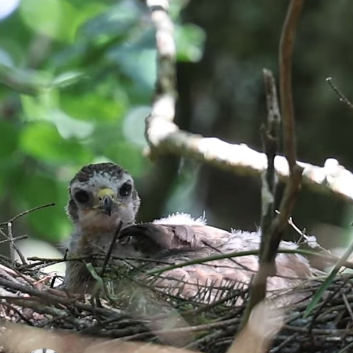 Check out my latest short on YouTube, cuteness alert….. well maybe not all cute but I think so.

youtube.com/shorts/tKMecJw…

@BBCSpringwatch @BBCEarth