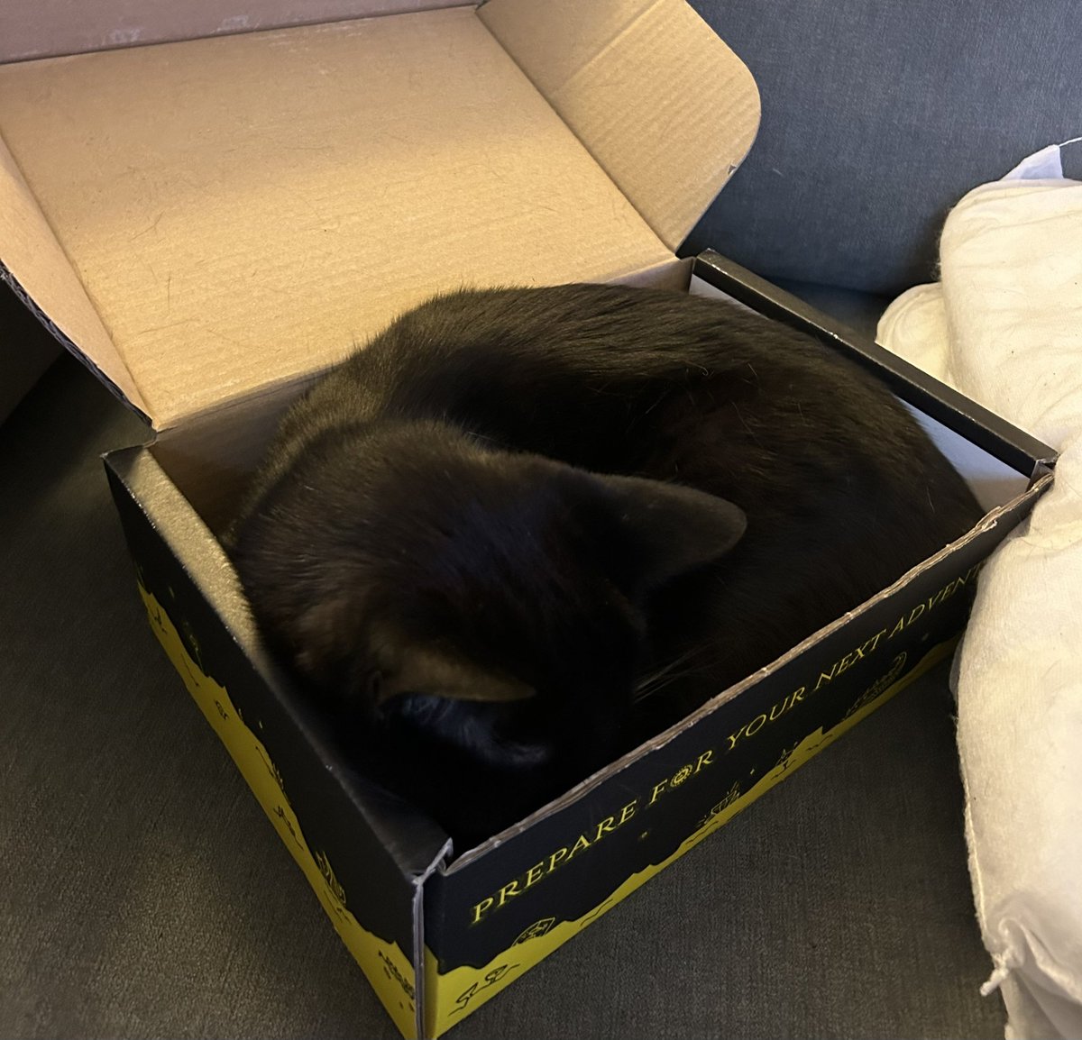 Thank God I have two <a href="/binding_broken/">The Broken Binding | Bookstore</a> boxes for both of my cats, they’re all they will sleep in these days 😅