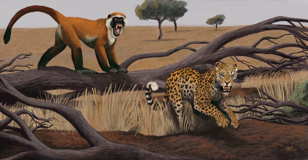 Paleo Fact!

Cercopithecoides (Cercopithecus-like(?)) is an extinct primate from Late Miocene to Pleistocene Africa! They were very large members of the Cercopithecidae family, (more commonly referred to as 'Old World monkeys'), with the smaller species-(1/2)

Art by HodariNundu!