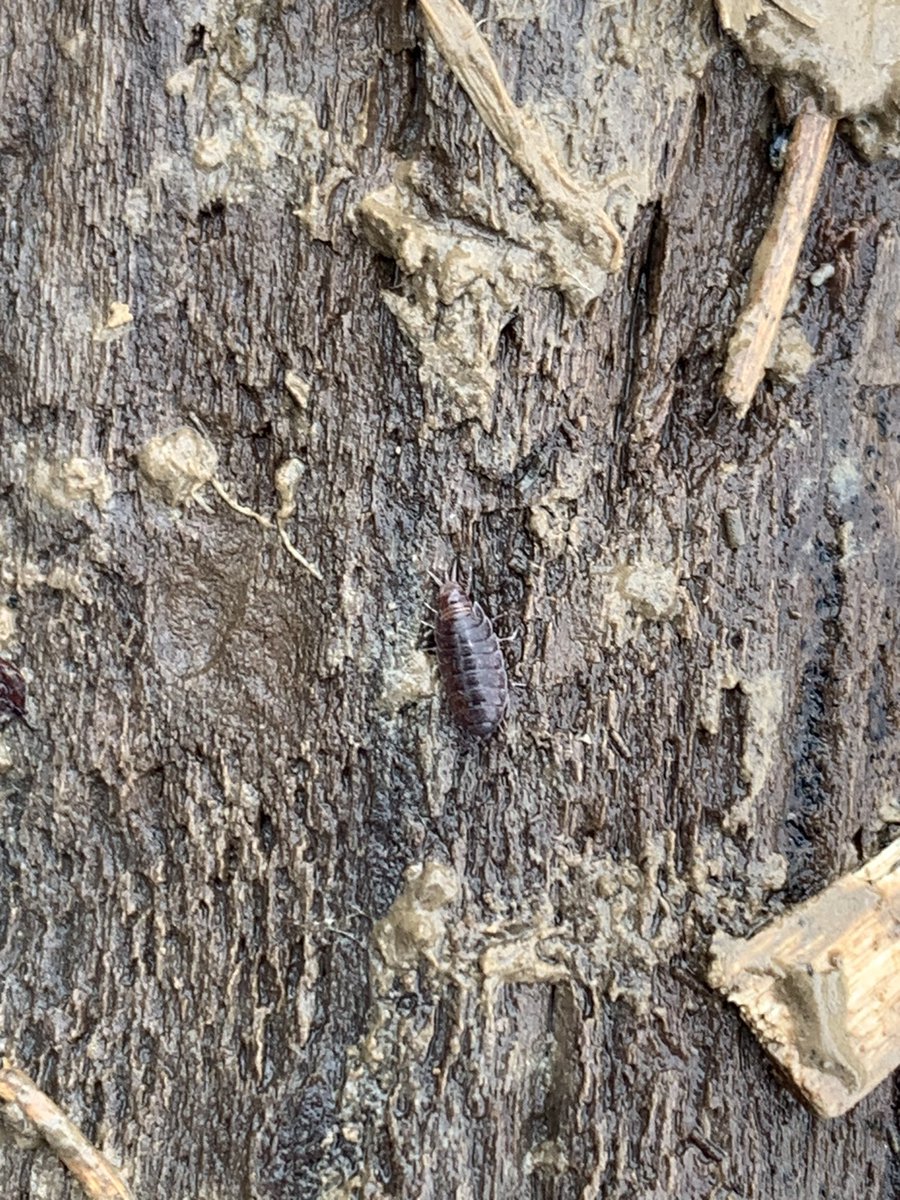 Today I found two very exciting species of woodlouse - Androniscus dentiger (photo 1)! Safe to say I was very excited, you can also see the very rare Hyloniscus riparius (photo 2) too! 🙌🏻  <a href="/BBCSpringwatch/">BBC Springwatch</a> #woodlice #bbcspringwatch
