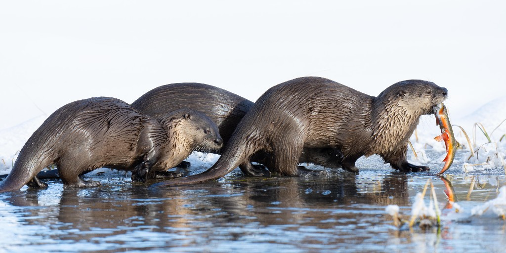 Awwww-ters! One of nature’s most social and playful creatures, river otters have big personalities and even bigger appetites. Often seen in groups, called romps, they can be observed hunting and frolicking year-round at @grandtetonnps. #WorldOtterDay Photo by Joel Brown