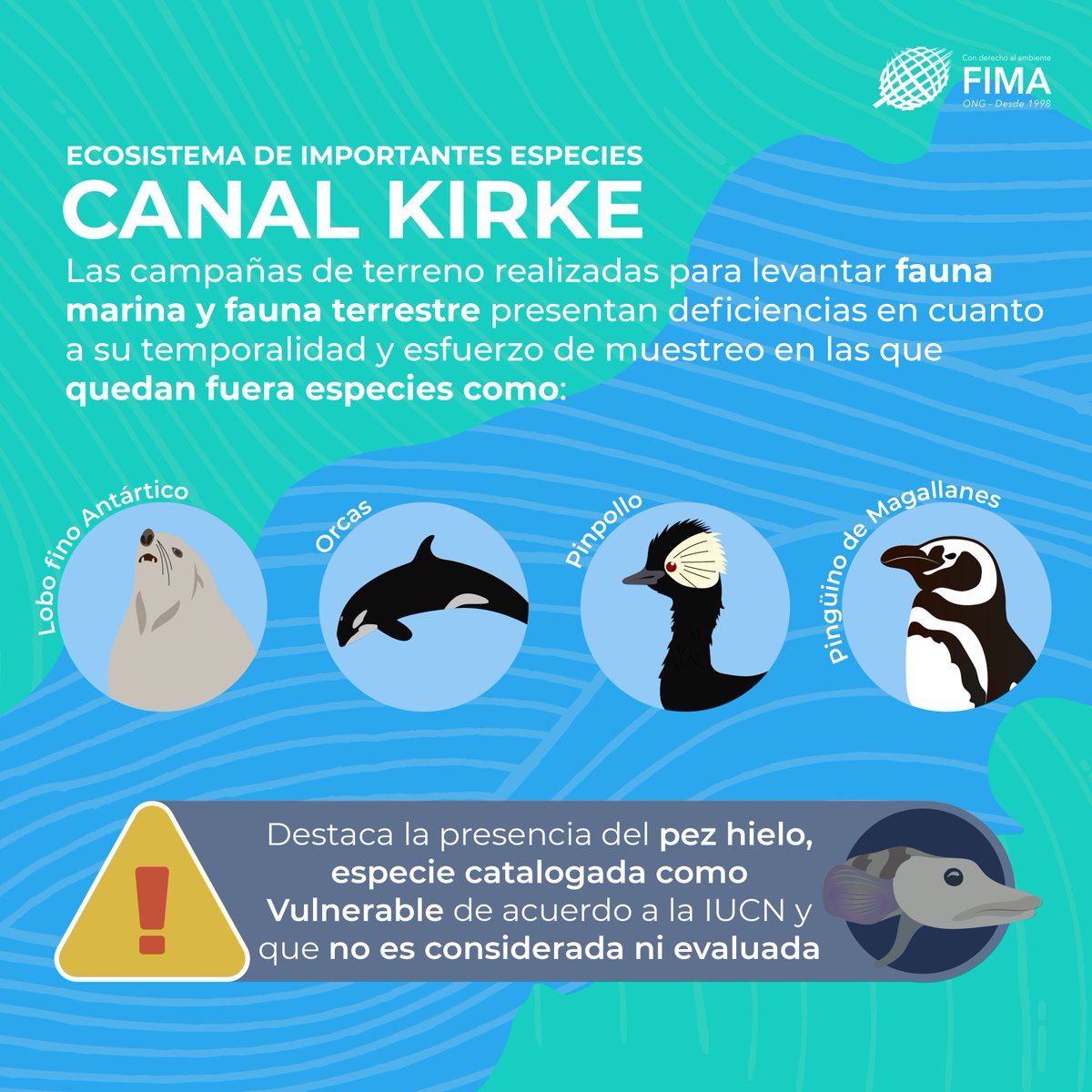 ONG FIMA tweet media