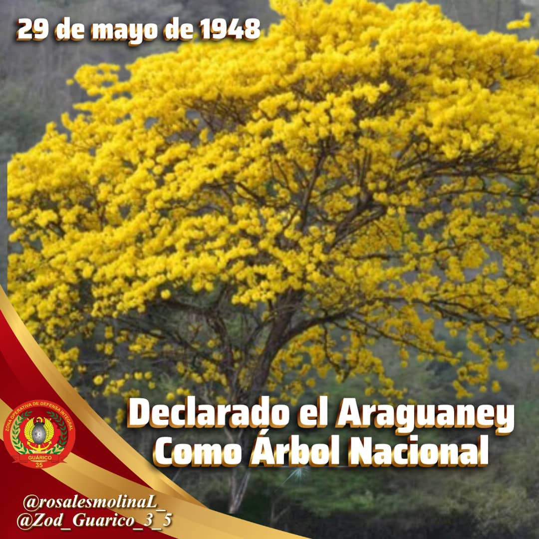 #Efemerides|| Tal día como hoy, un 29 de Mayo de 1948, el Araguaney es declarado el Árbol Nacional de Venezuela, siendo considerado como uno de los árboles más majestuosos y autóctonos de los bosques del país.