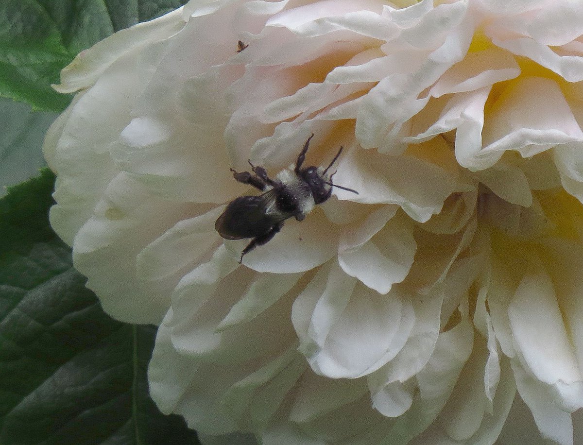 #springwatch Not a great pic but the light was terrible. Delighted to see an Ashy Mining Bee today as I didn't spot one last year. #bees #wildlife #insects