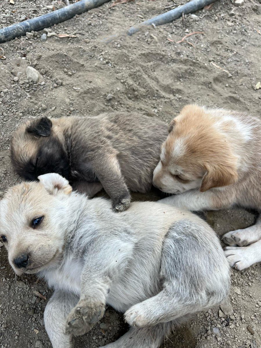 melikebsr's tweet photo. Ben bunlarla kafayı yemek üzereyim 🥹😍😍😍 çok şapşallar 😍 https://t.co/dDOzLiUKxp