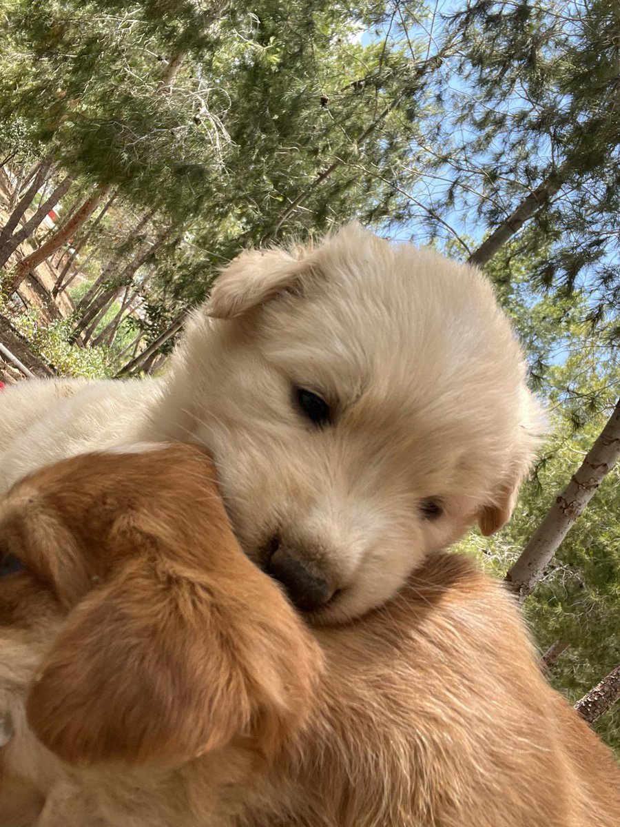 melikebsr's tweet photo. Ben bunlarla kafayı yemek üzereyim 🥹😍😍😍 çok şapşallar 😍 https://t.co/dDOzLiUKxp