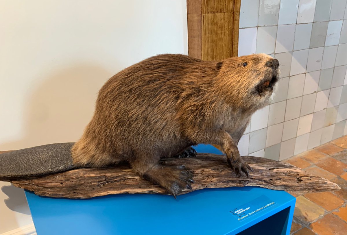 Zaterdag 25 mei opende natuurfilmer Stijn Philips in Museum Nieuwpoort de expositie Natuurlijk, de WAARD! Maar wat ging daaraan nou allemaal vooraf? Hierover vertellen Sylvia en Carin van de tentoonstellingscommissie op 30 mei 2024 om 19.15 uur in Studio Noord-Oost van <a href="/Klokradio/">Klokradio</a>