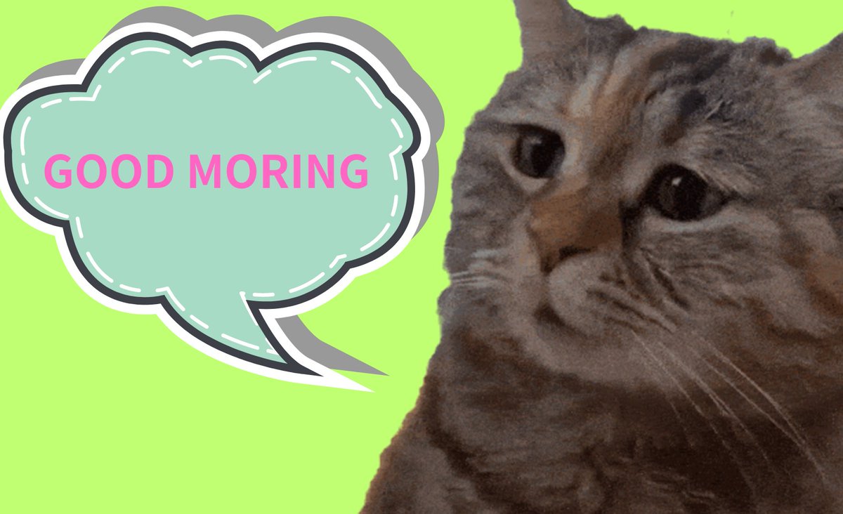 GoodMoringCAT tweet media