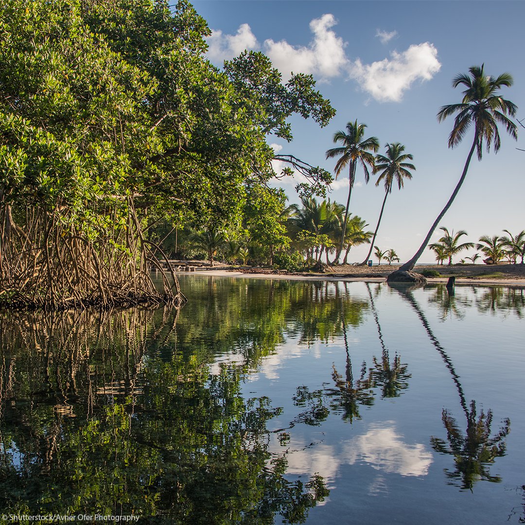 #红树林 是守护海岸的防线： 500米长的红树林带可以将波浪高度降低 50-90%，在阻止海岸侵蚀方面发挥重要作用。 #联合国教科文组织 一直致力于小岛屿发展中国家的红树林保护工作，如与古巴瓜纳阿卡维韦斯半岛生物圈保护区的沿海社区合作，恢复当地红树林，促进经济发展➡️bit.ly/3wQDiUm