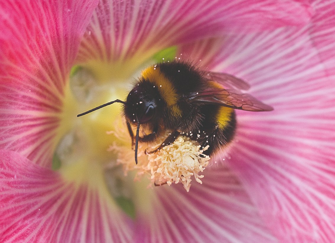 So bumblebees have worked out how to push a button to get a reward, and dance to communicate important information about food - now that's a Great British Bake Off we'd watch! Bring the party to your garden by planting pollinator-friendly flowers! #Springwatch 📷Penny Frith