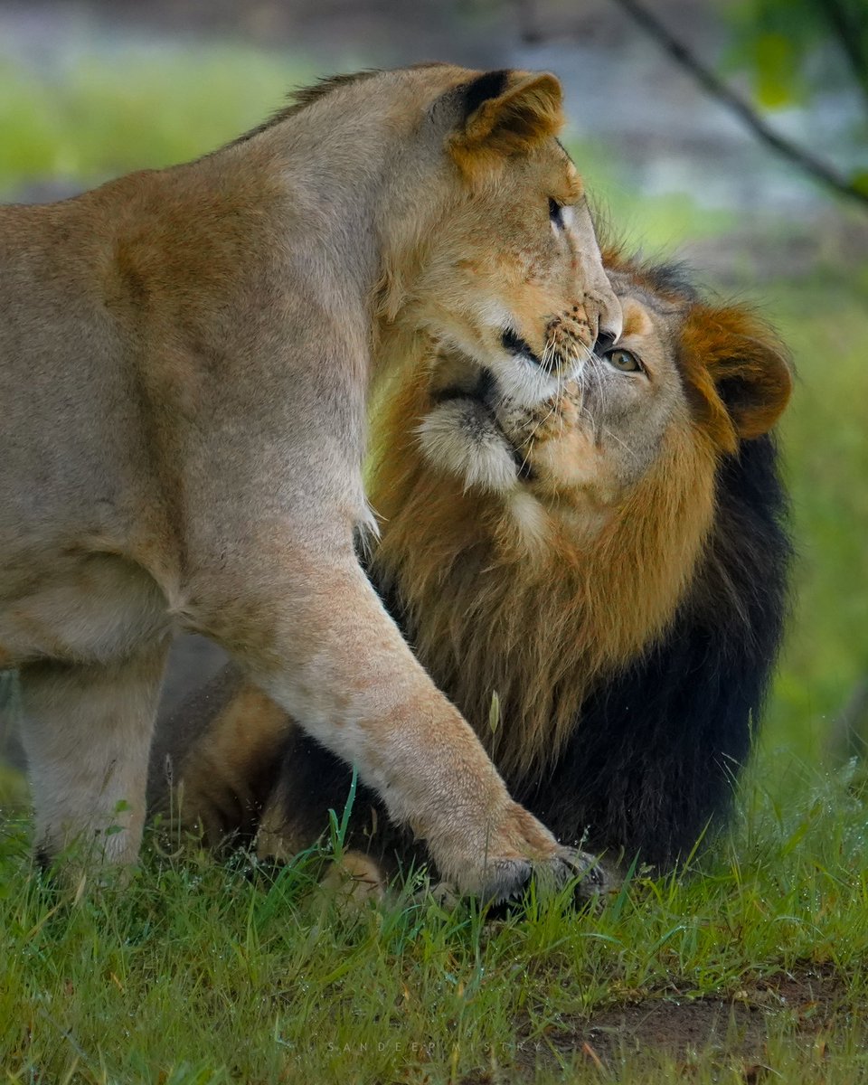 sandeepmistry1's tweet photo. When you see her and instantly forget how to roar. 🦁😃🥰 https://t.co/Ljhc1YaToS