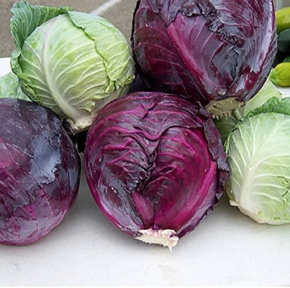 N_SmartFarmer's tweet image. #RedCabbage contain essential minerals like #calcium, #Magnesium, and #manganese that ensure healthy #BoneDevelopment and they tend to be smaller than green cabbages but green cabbage is sweeter than Red when it cooks.

@Agronomme_ What about #AgronomicPractices between them??