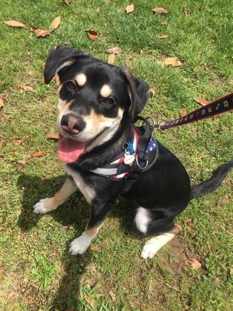 Pals! Handsome Howie is back-no fault of his-& looking for a furever 🏡 preferably one w/a yard. Howie is part Rottie & Siberian husky, so he may be a larger boy. He is smart n active & breezed through puppy training! He is house trained, crate trained, dog, kitty & kid friendly!