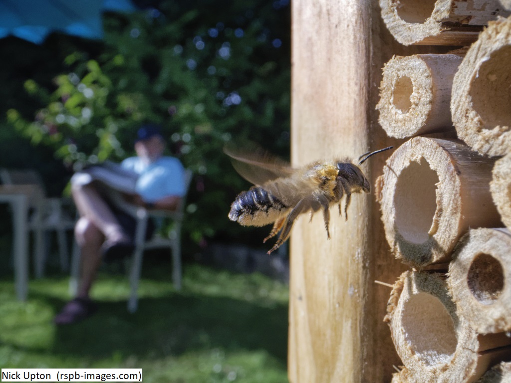 So interesting learning about Bees on @BBCSpringwatch tonight! 🐝 Who would've thought they were so smart?! Sadly, these fascinating pollinators face a lot of threats. Try building a bee hotel to give them a home and get your garden buzzing: bit.ly/4aEUx96 #Springwatch