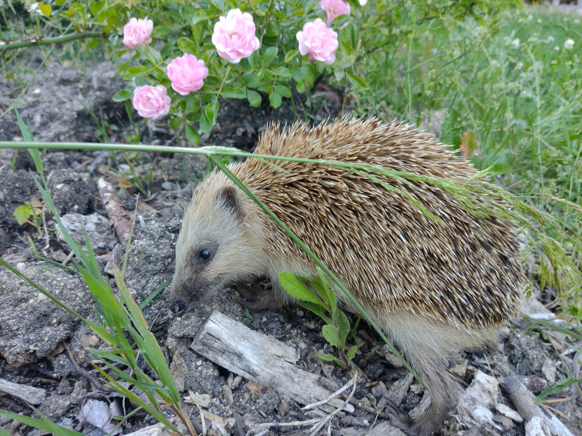 DGCerdeno's tweet image. 