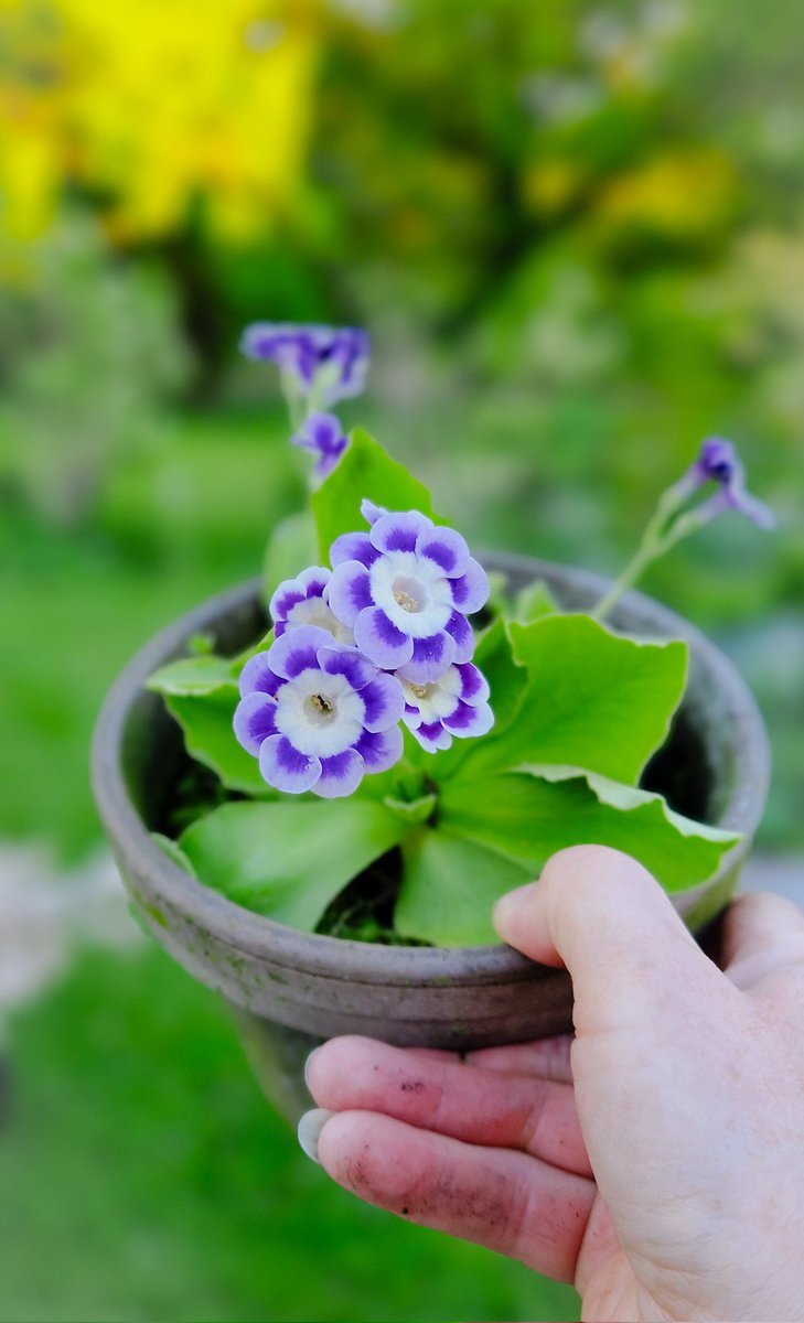 I replanted all my Auriculas last year and oh boy, did they have lots of flowers this year 👌😉 #flowers #gardening