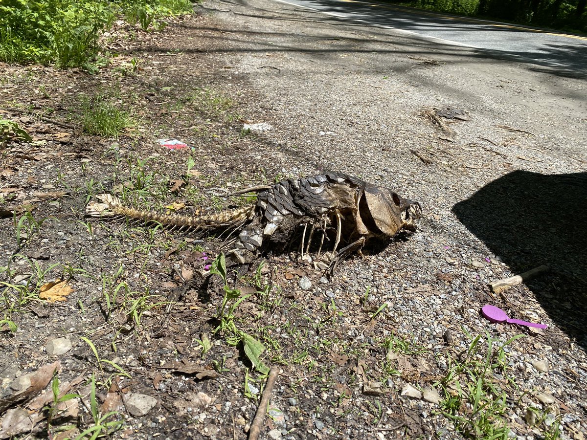 This is a totally normal thing to find in the mountains of New Jersey, right?