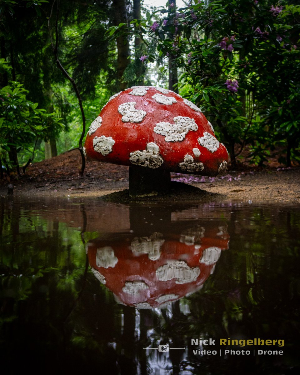 Het sprookjesbos 

#efteling #sprookjesbos #themeparks #themeparksphotography #paddenstoel #watereffect #waterreflection