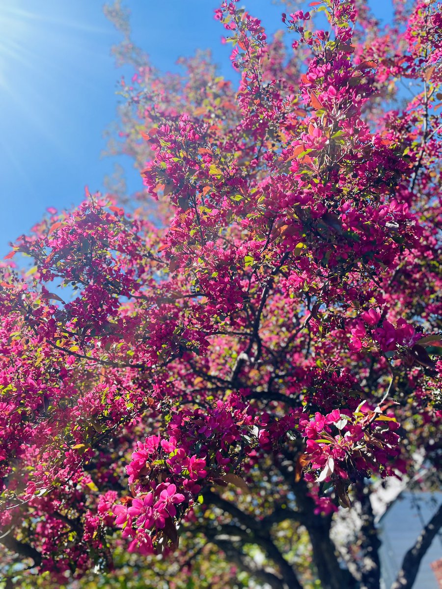 My gorgeous trees are blooming beautifully 🌺 Happy sunshine, everyone!