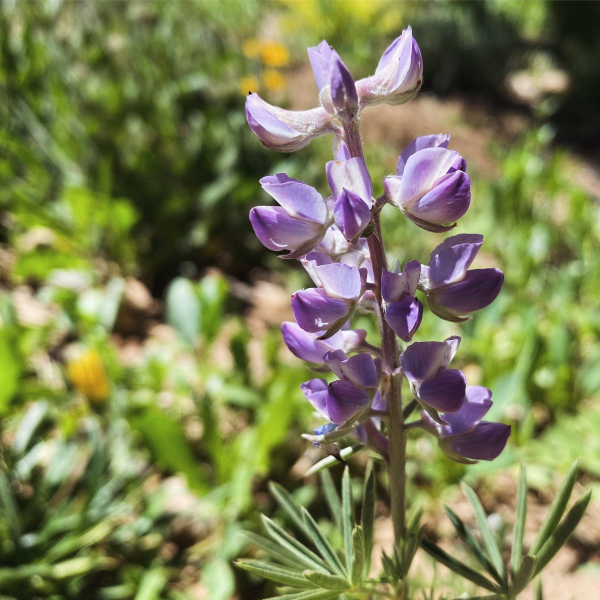 Lupines are blooming!