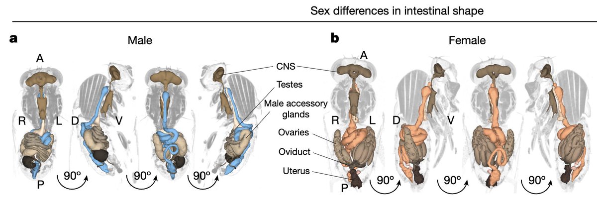 Why are organs shaped the way they are and how does anatomical differences between males and females arise? An unbelievable paper by @FlyGutLab @TheCrick @imperialcollege - Congrats to all! nature.com/articles/s4158…