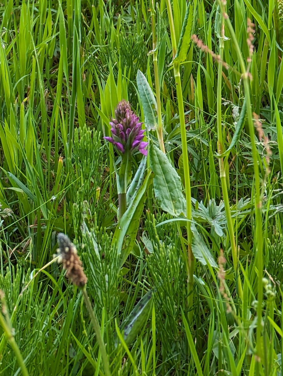 Having seen greater butterfly-orchids in bud at Blackhall, Banchory, yesterday, I checked Inchgarth Reservoir this evening for signs on activity. Nothing doing by way of GBOs but other orchids getting going. Just hope @_scottishwater  don't cut the grass again until late summer!