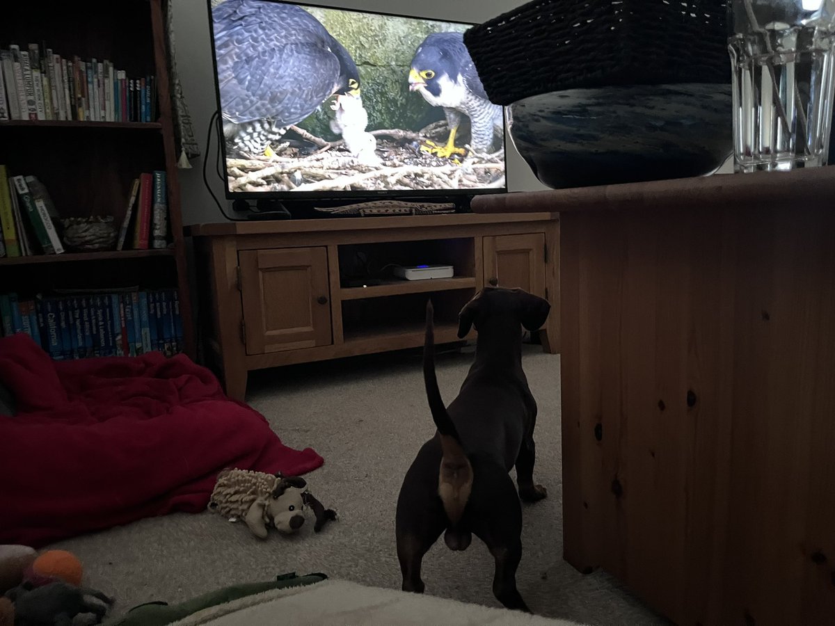 My little sausage dog Luca was ever so disturbed by the daddy peregrine footage just now - roused him from his bed!

 @BBCSpringwatch #springwatch