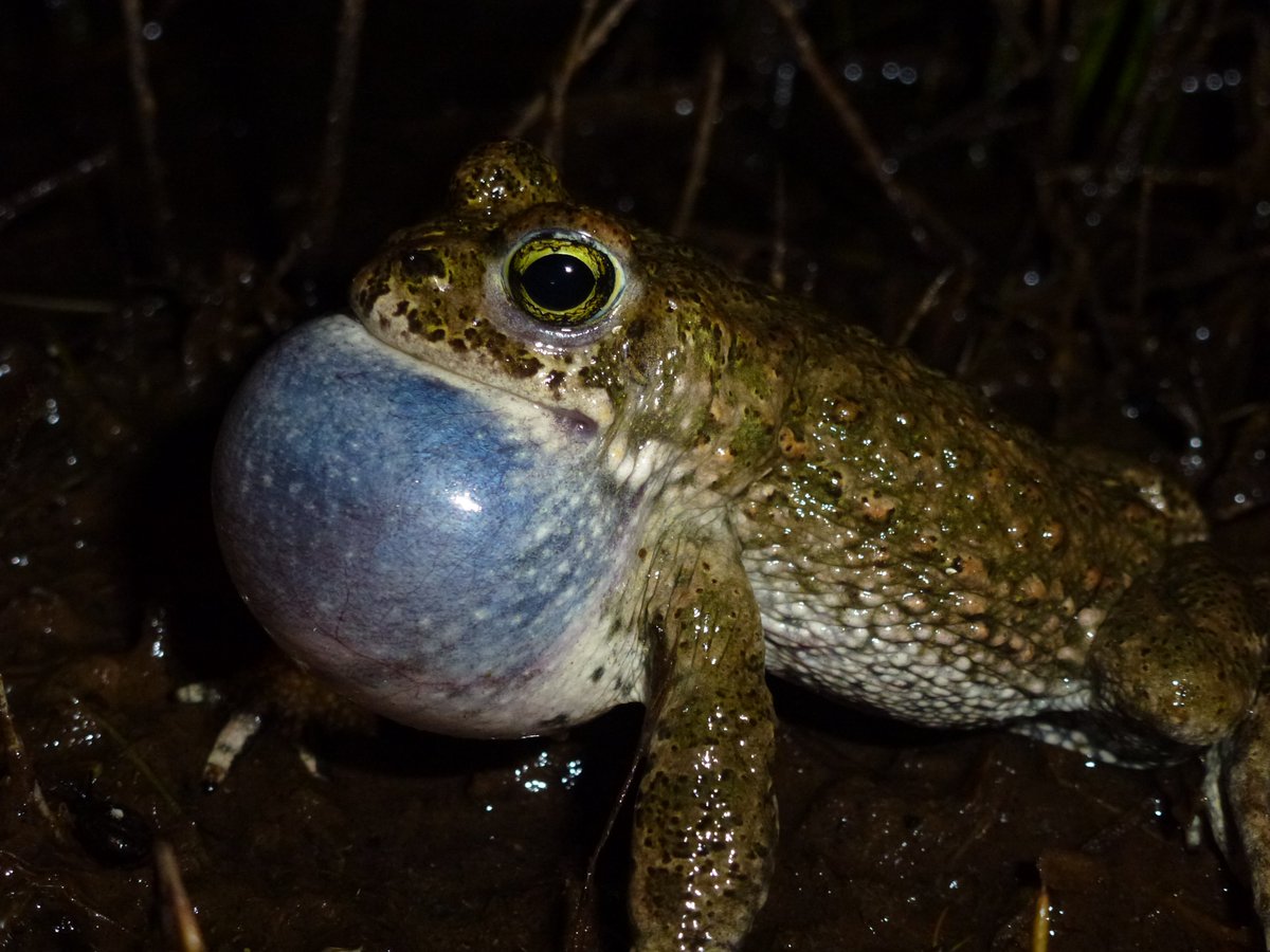 Great to see these amazing amphibians on #Springwatch again tonight. Cumbria’s lucky enough to have a population of natterjack toads at @ntsandscalehaws but it’s threatened by proposed development nearby. You can help here 👇 © Dynamic Dunescapes cumbriawildlifetrust.org.uk/save-roanheads…
