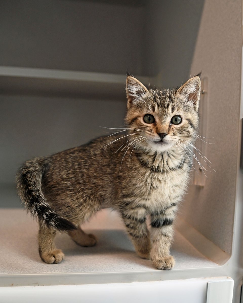 🌻 May is #NationalPetMonth, a time to celebrate the pets we call family & find your new furry member! Brindy, Felisha, Ballerina, & Petal are ready to live in a cozy home. Let's make their lives meaningful & bring joy to their days - they deserve the world. Stop by today!