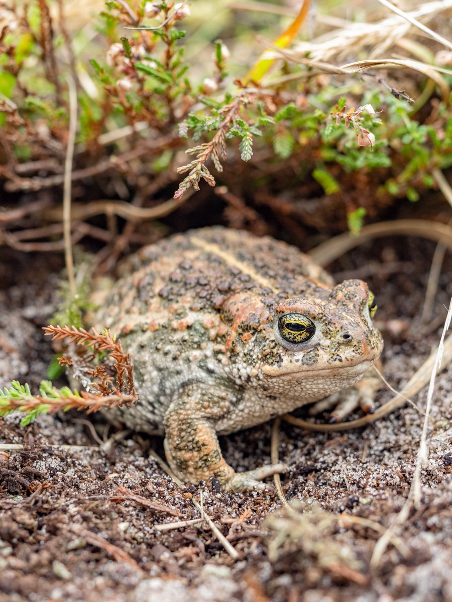 The conditions need to be *just right* for natterjack toads. They breed in shallow pools with very little vegetation where the water warms up quickly. They don’t hop or jump like frogs so it's easier for them to move through shorter grass! #Springwatch @BBCSpringwatch