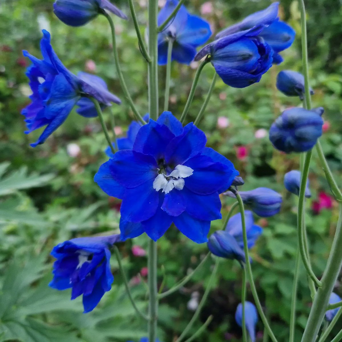 Richard Dee tweet media