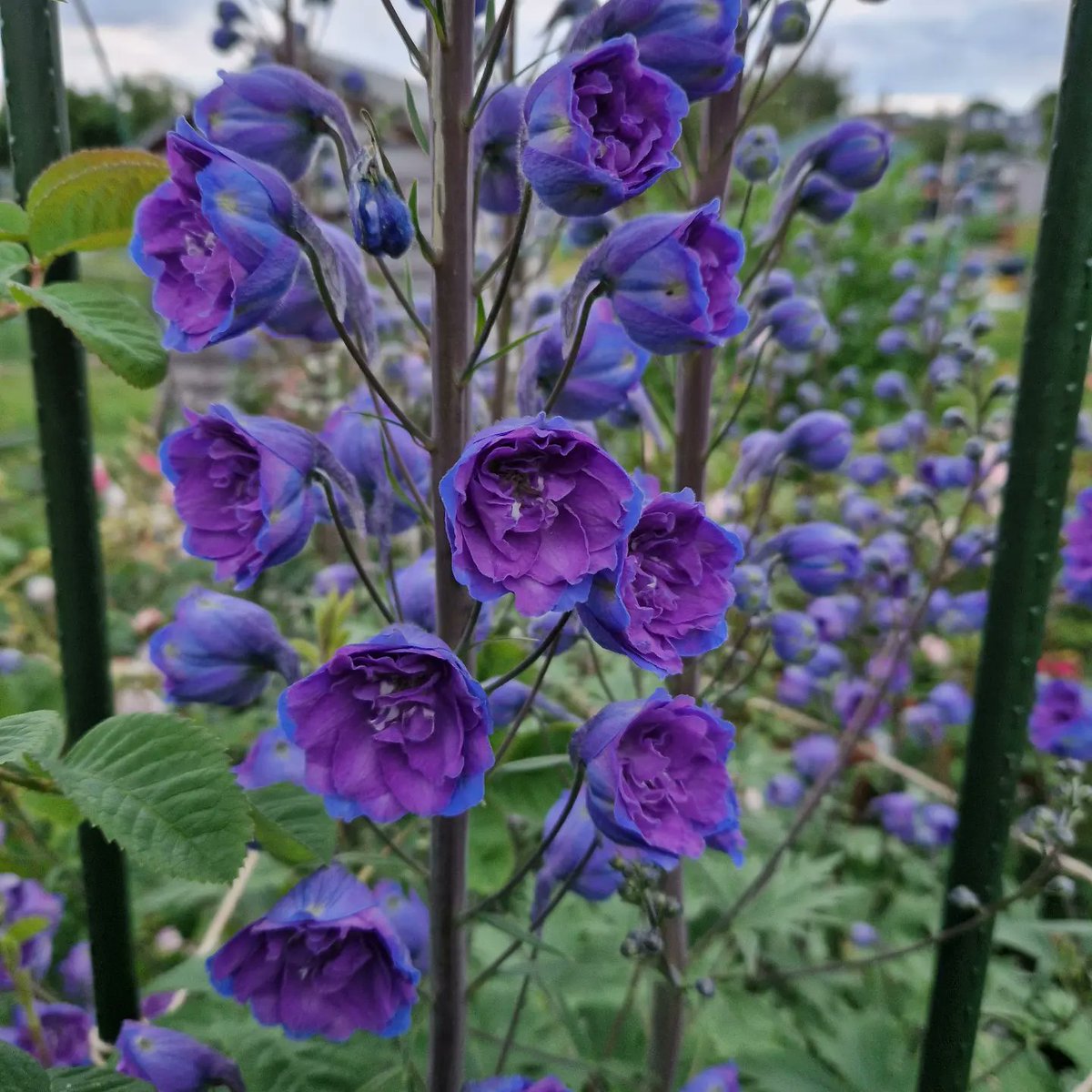 Delphiniums coming into flower!
1) General View
2) Blackmore & Langdon's ' Blue Nile', a very intense blue and a favourite colour
3) 'unnamed seedling' from @homefarmplants 
4) 'Cassius', supplied by Home Farm Plants
#delphinium
#allotmentgarden #allotments