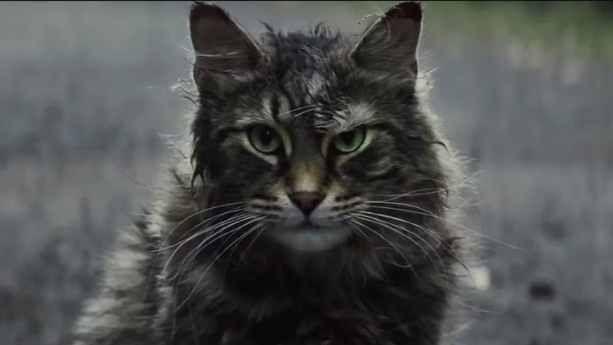 poetswritersinc's tweet photo. #PWFictionPrompt: Inspired by Stephen King’s Pet Sematary, write a story in which a creature or person returns from the dead, either in actuality or under circumstances in which their reappearance feels as if they are “back from the dead.” Read more: https://t.co/xTJFkEwYCN https://t.co/CSBdHSttxQ